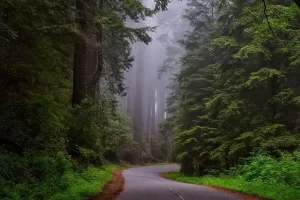 California road through trees