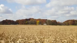 Indiana farm and forest
