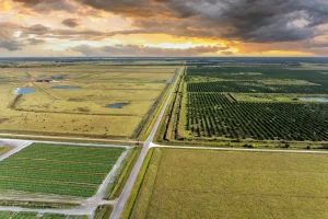 Florida Farm Fields