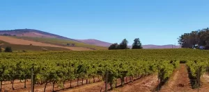 California - Temecula - grape vineyard