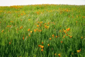 California - Ventura - field of poppies