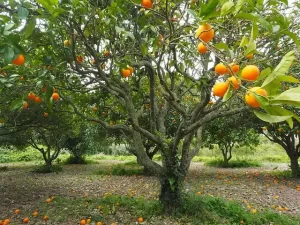 California - orange grove
