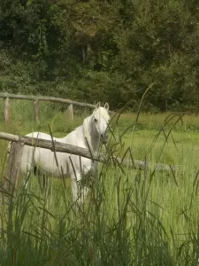 California - white pony
