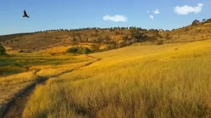 Colorado - Pineridge Natural Area