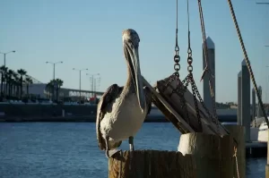 Corpus Christi - pelican on the bay
