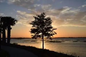 Florida - Kissimmee - tree in sunset