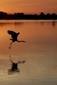 Florida - Titusville - heron at dusk