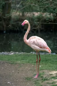 Florida flamingo - standing