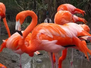 Florida flamingos