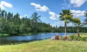 Florida landscape with river and trees
