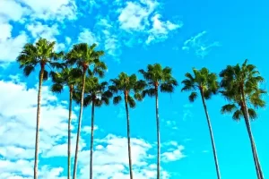 Florida palm trees