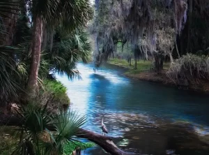 Florida palms along river