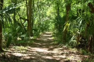 Florida - path through woods