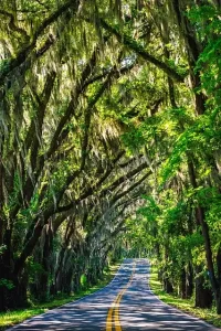 Florida - roadway under tree canopy
