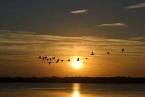 Florida sunset- with flying birds
