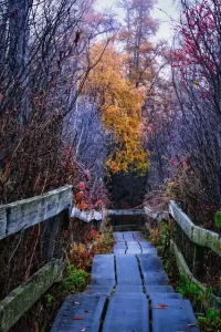 Illinois - old wooden bridge with Fall colors