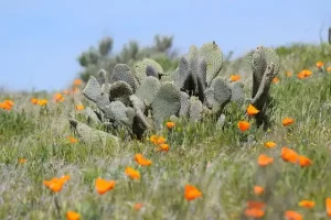 Lancaster California - cactus and poppies
