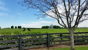 Lexington Kentucky horse farm