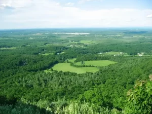 New York - aerial view of verdant green woods