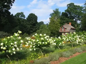 New York - country house with white roses