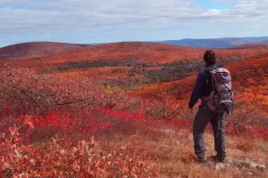New York - hiker on fields of red and orange flowers
