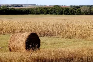 Kansas - hay roll in the foreground and golden fields in the background