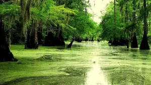 Louisiana bayou
