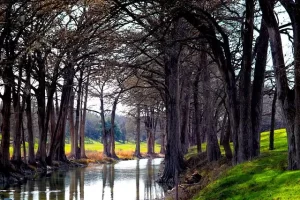 Texas - Cypress trees and stream