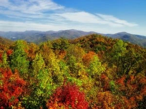 Georgia colorful trees